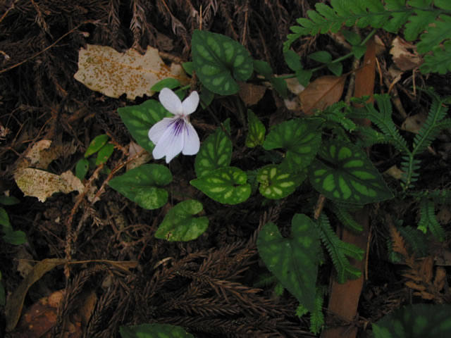 浸水營古道上的植物